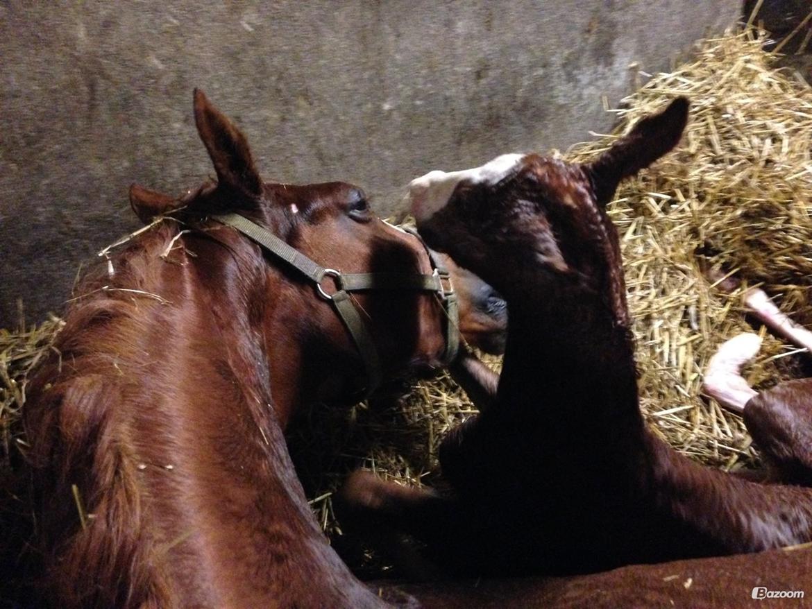 Frederiksborg Hercules Mignon billede 18