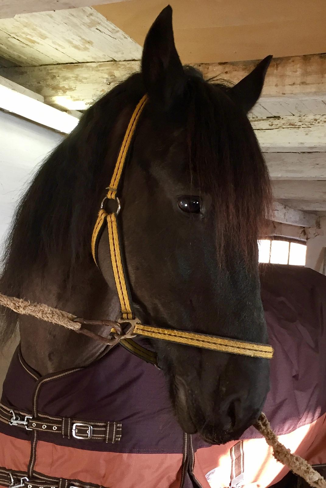 Frieser Nero (Tidliger Hest) billede 1