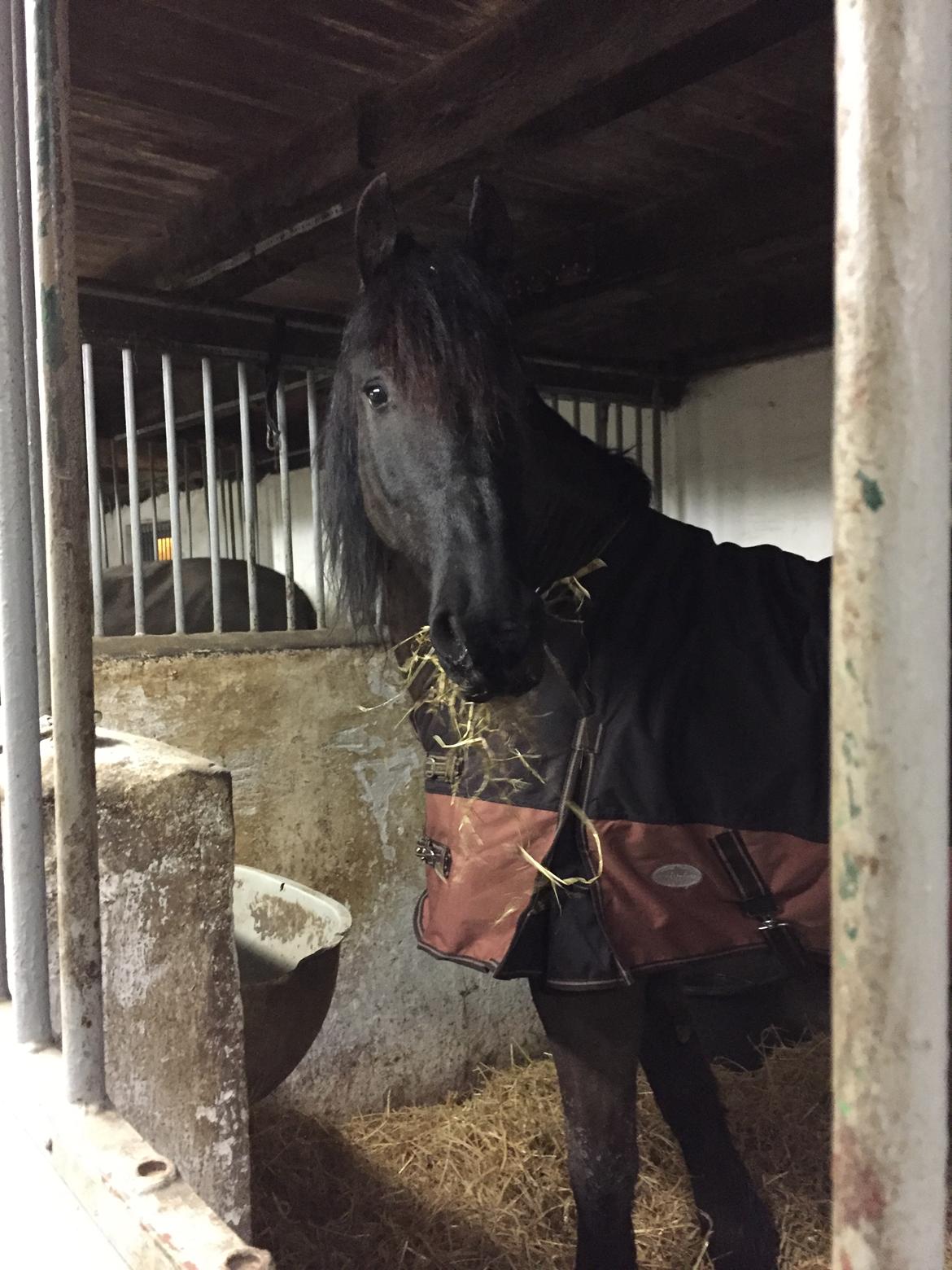 Frieser Nero (Tidliger Hest) billede 3