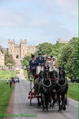 Frieser Nero (Tidliger Hest) billede 4