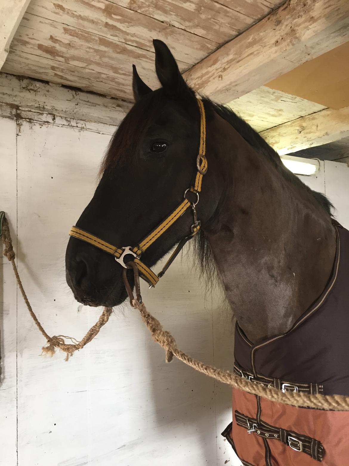 Frieser Nero (Tidliger Hest) billede 5