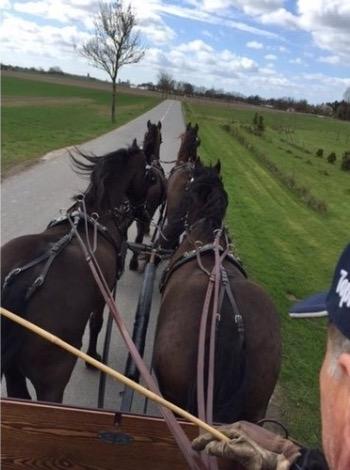 Frieser Nero (Tidliger Hest) billede 2