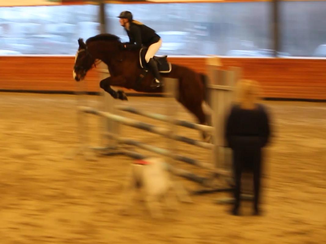 DSP Ronja  - FØRSTE GANG VI SPRANG 110!! var i en cup, hvor hovedrunden var 100 cm og omspringningen var 110. <3 12/2-17 billede 18