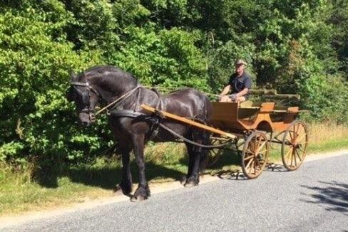Frieser Nero (Tidliger Hest) billede 6