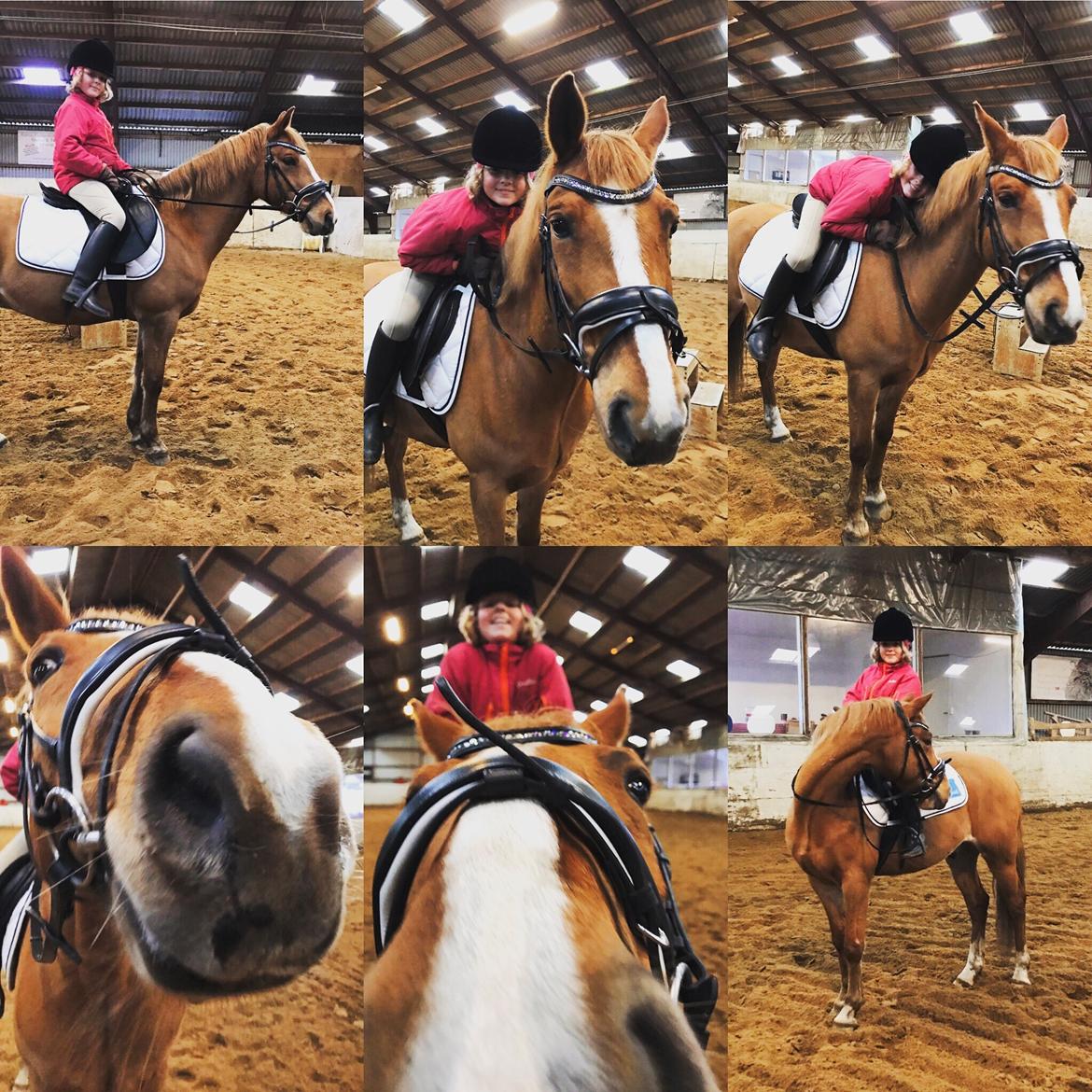 Anden særlig race Bastian (Solgt) - Smukkeste Basse... billede 2