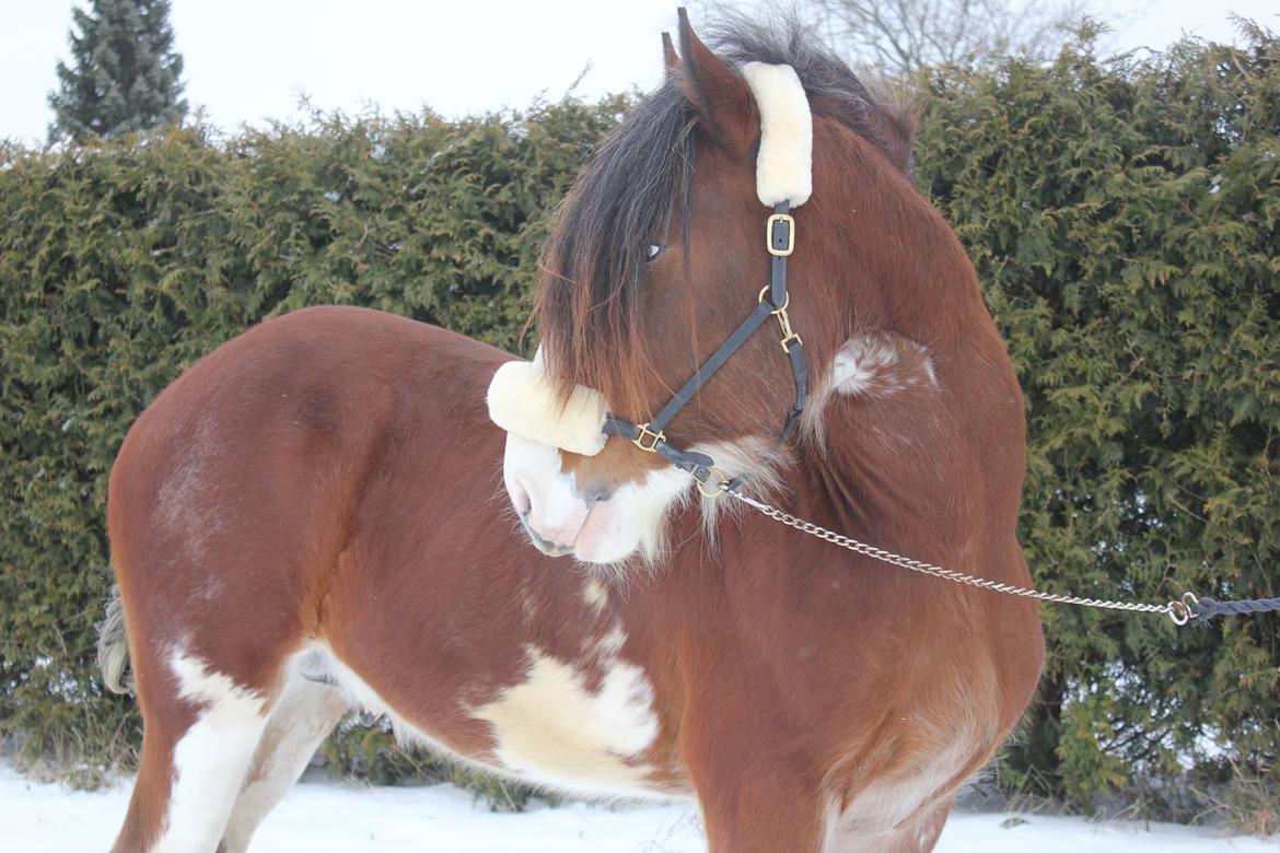 Clydesdale Herkules Enterprise billede 4