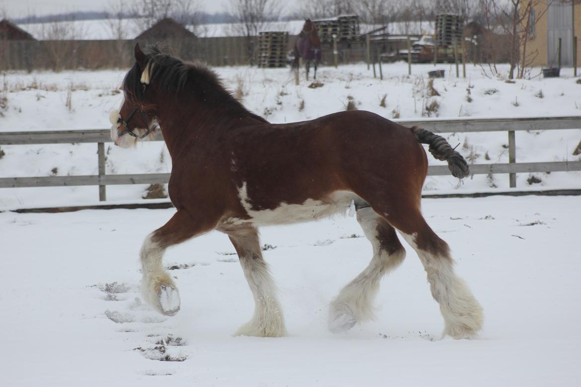 Clydesdale Herkules Enterprise billede 6