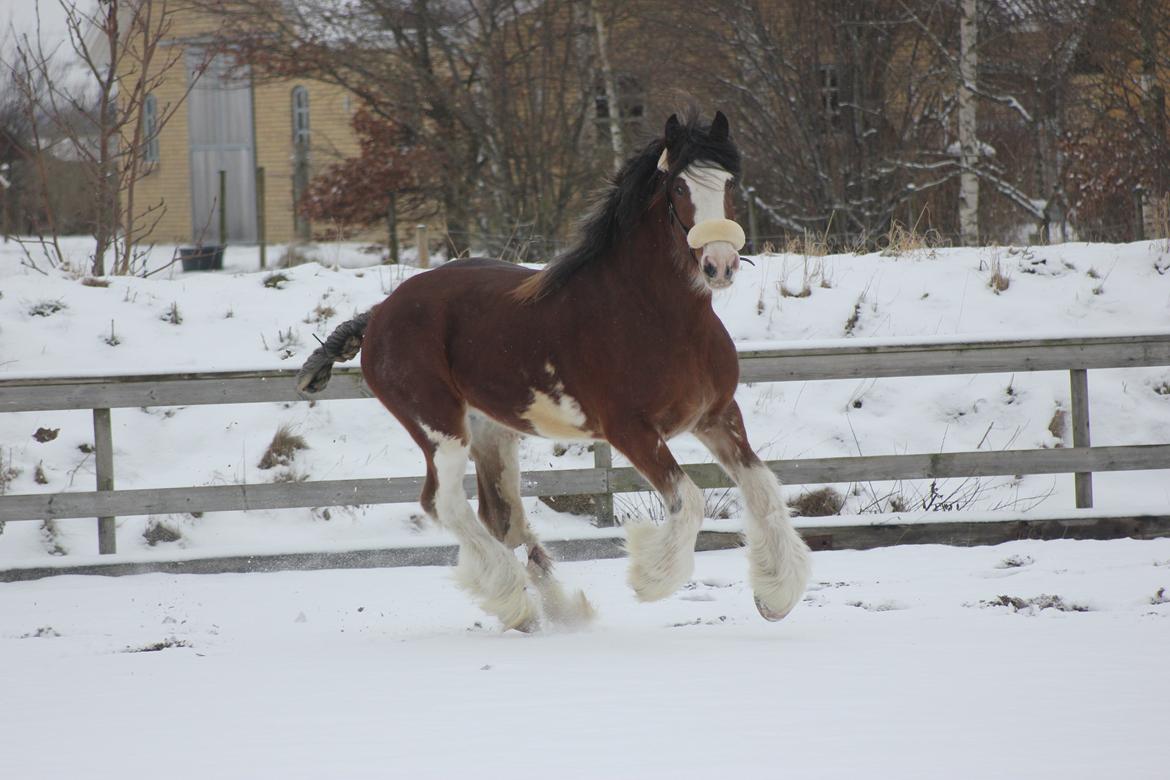 Clydesdale Herkules Enterprise billede 5