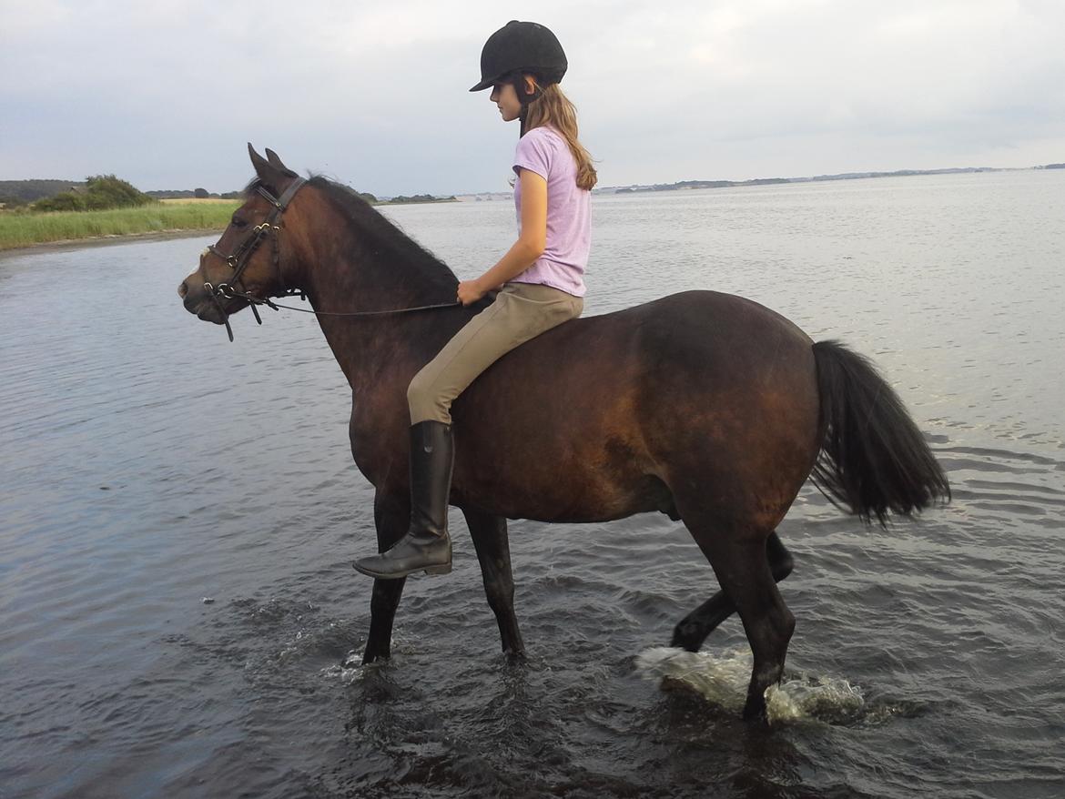 New Forest La Fayette Skovly billede 18