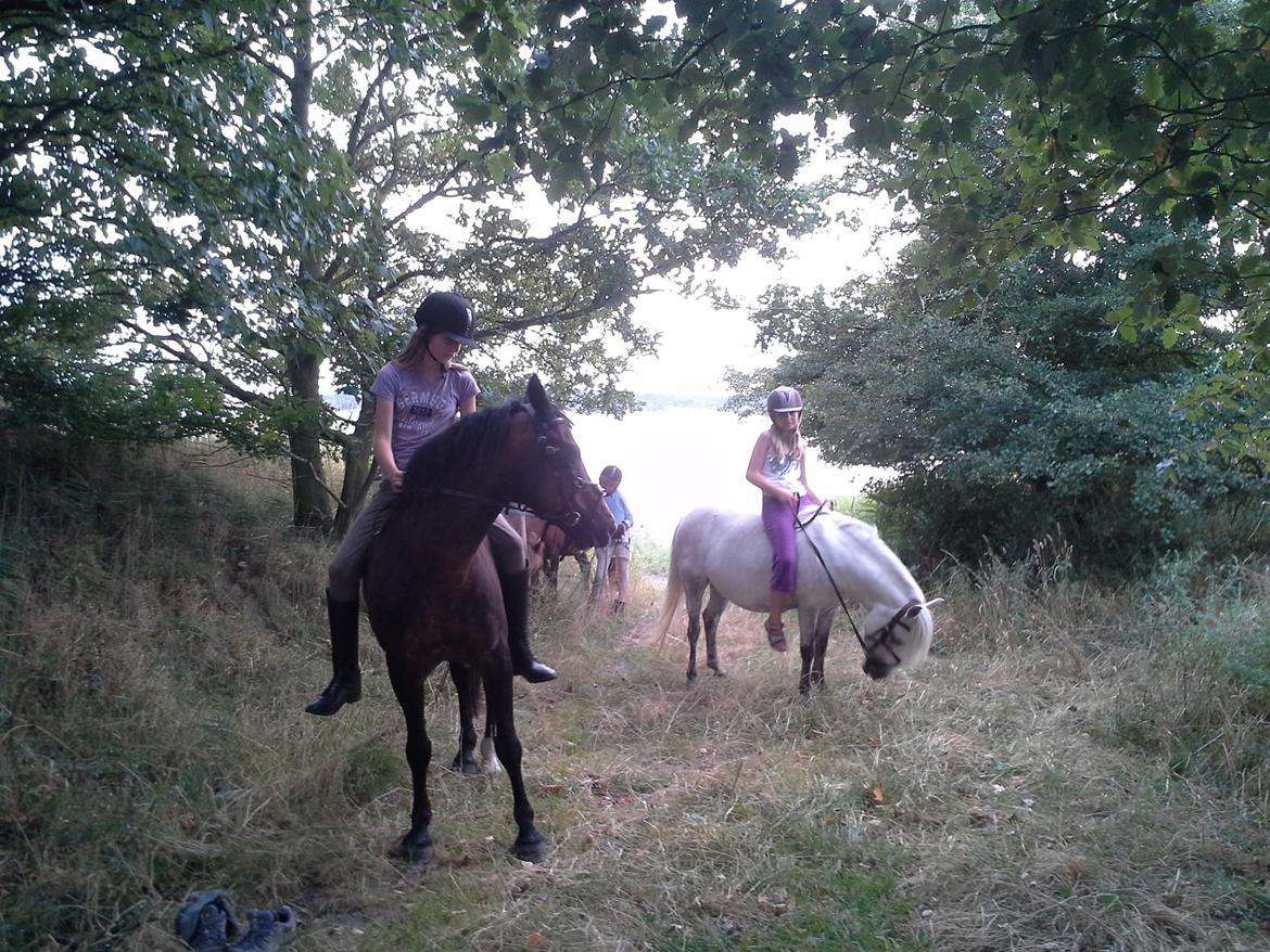 New Forest La Fayette Skovly billede 19