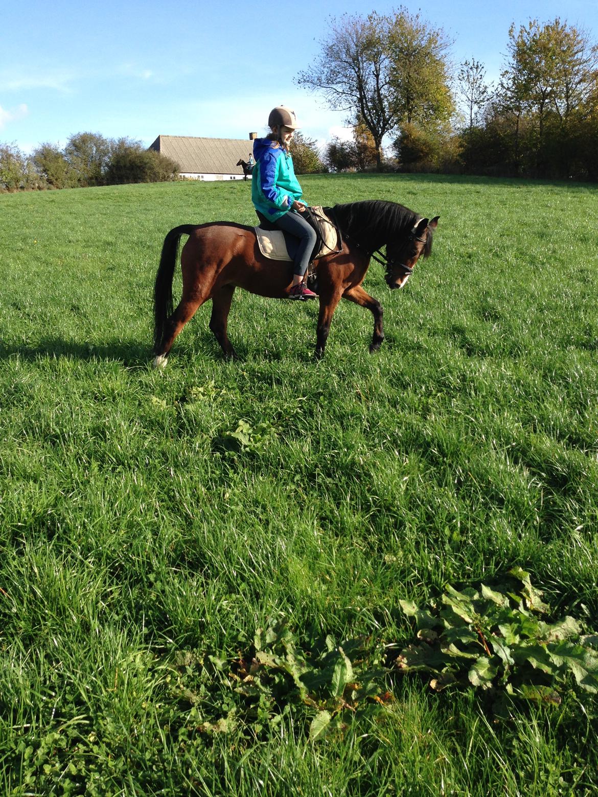 DSP Fantasie billede 7