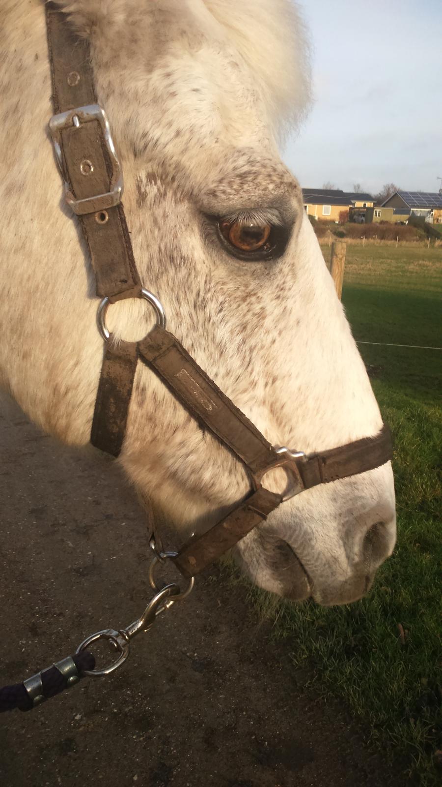 Connemara Maskenkol´s Calimero billede 7