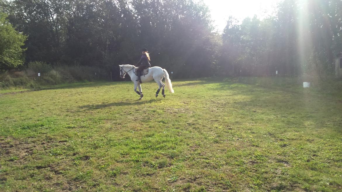 Connemara Maskenkol´s Calimero billede 6