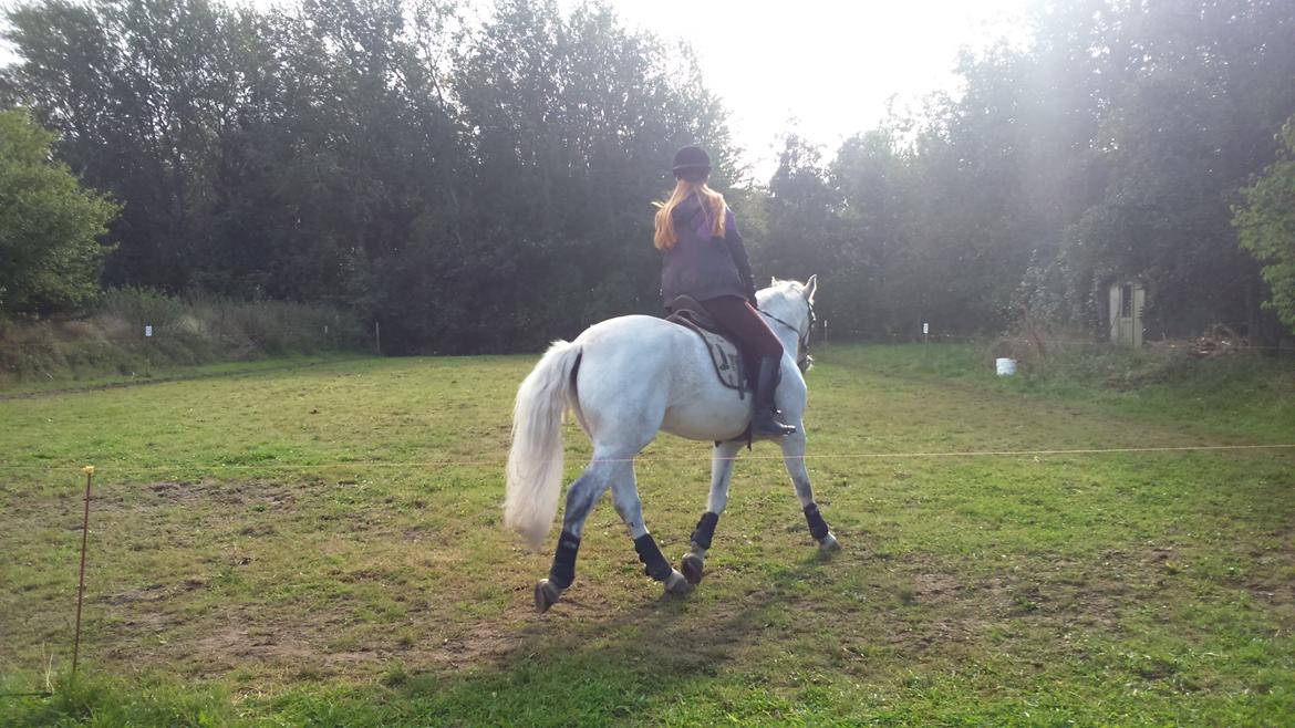 Connemara Maskenkol´s Calimero billede 5