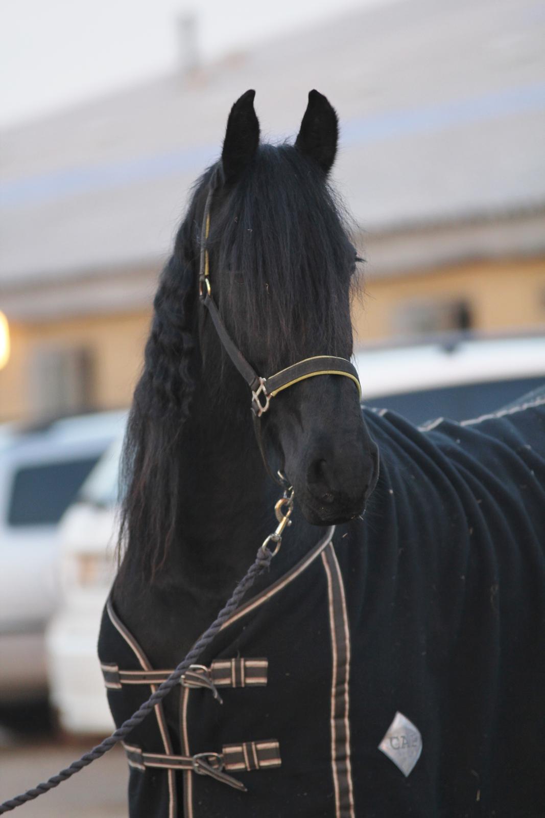 Frieser Femkje - Februar 2017 billede 13