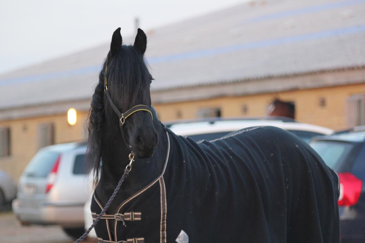 Frieser Femkje - Februar 2017 billede 5