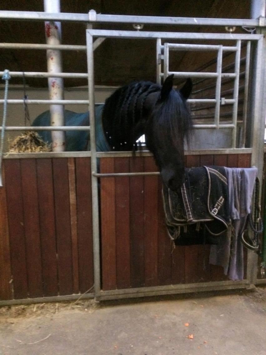 Frieser Femkje - Jauar 2017 billede 4