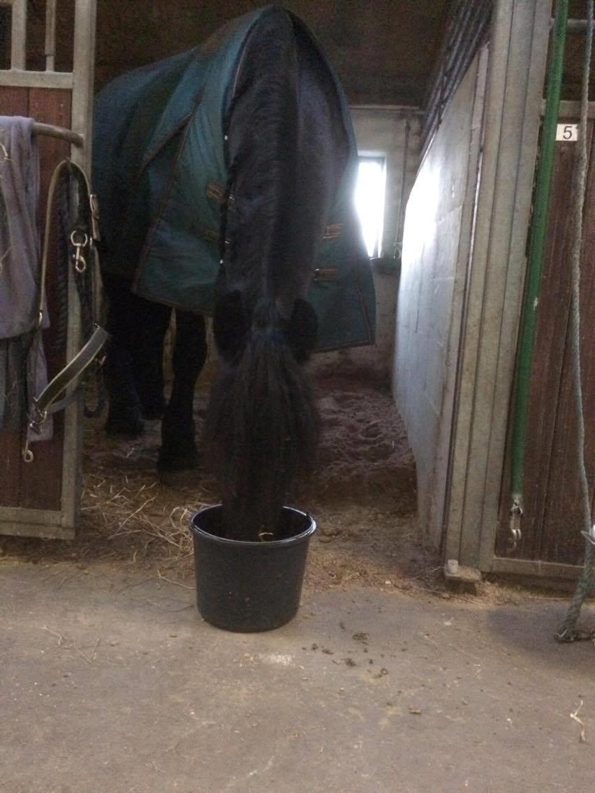 Frieser Femkje - Mash | Februar 2017 billede 16