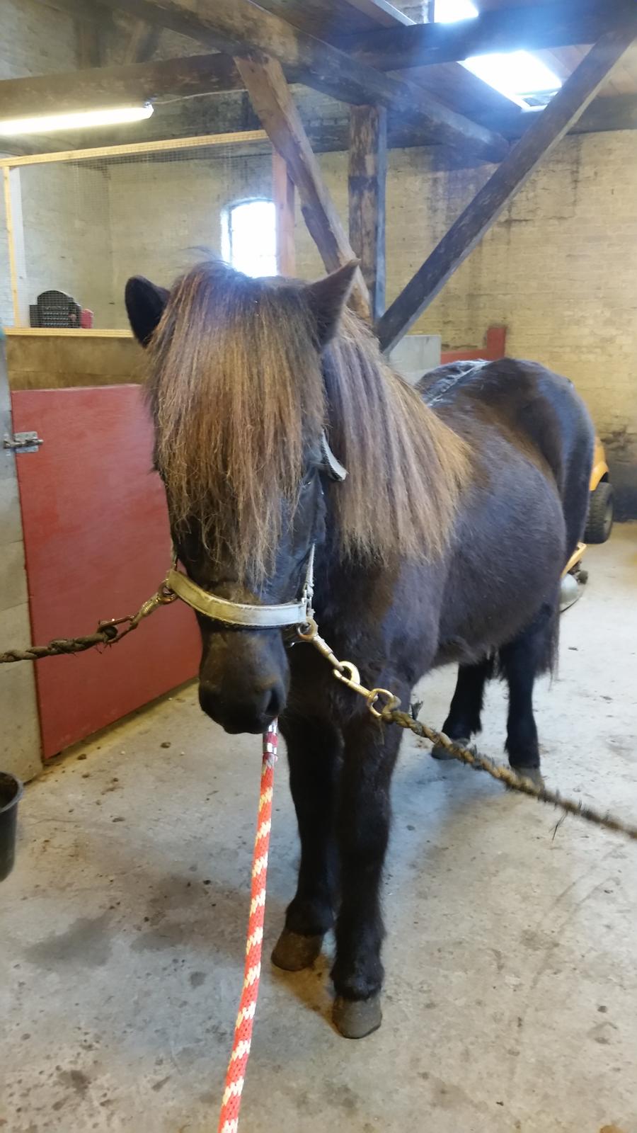 Islænder Birningur fra Skarholt billede 7