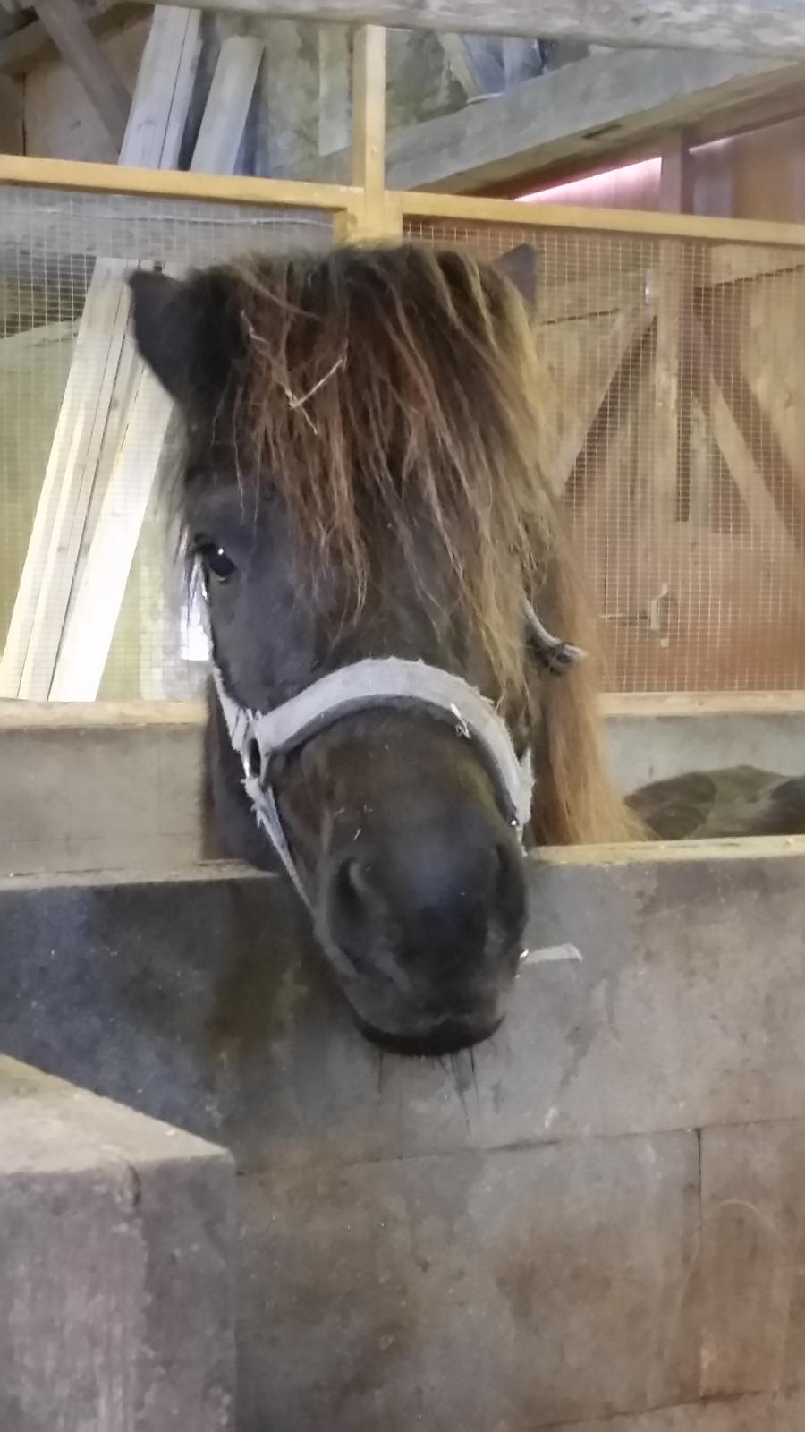 Islænder Birningur fra Skarholt billede 8