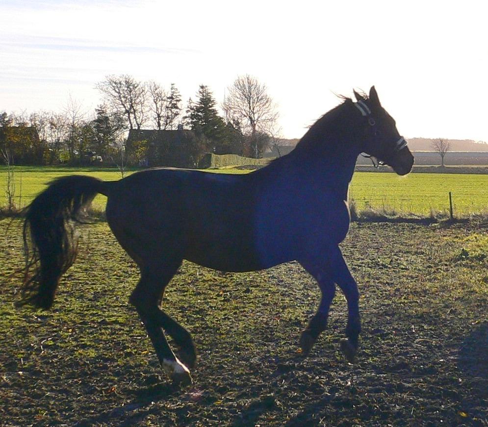 Anden særlig race Basse - En smuk slankere hest med krudt i r....! billede 1