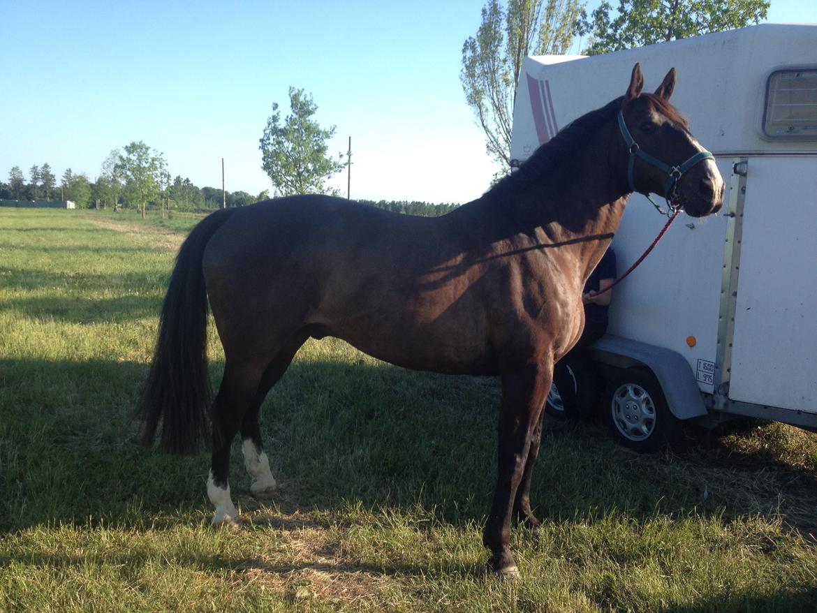 Oldenborg Højskovens Tinto  billede 2