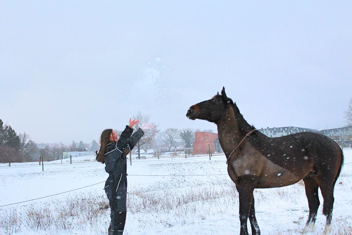 Oldenborg Højskovens Tinto  billede 1