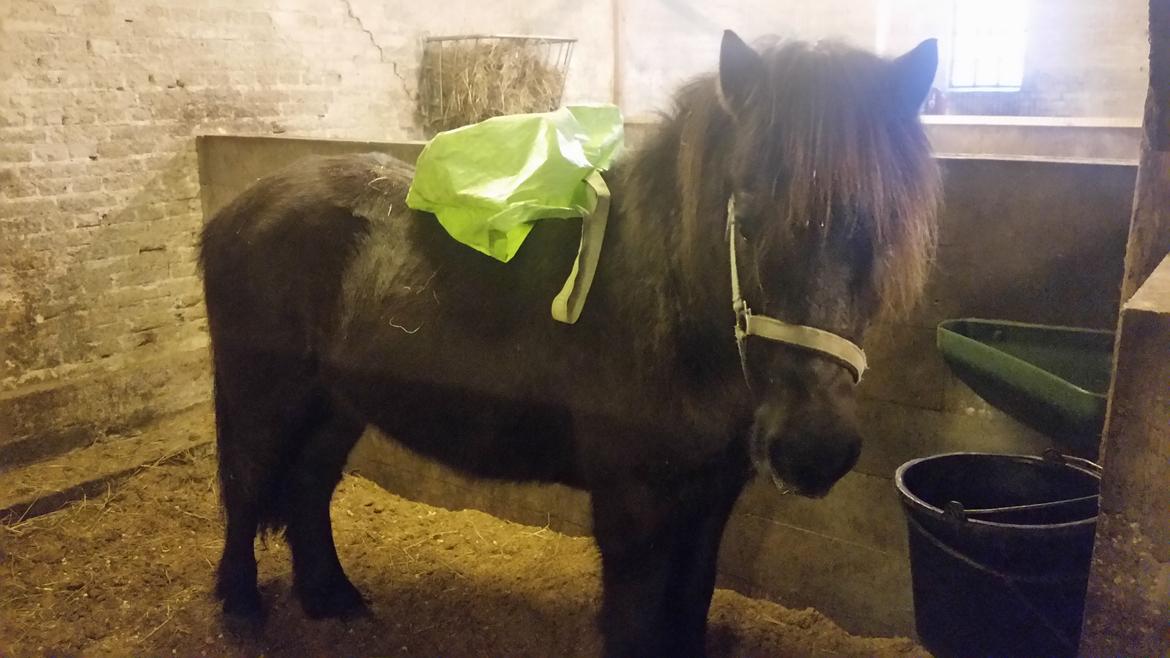 Islænder Birningur fra Skarholt - miljøtræningen fortsættes lidt hver dag. Idag blev den grønne hø pose kørt ned af kroppen på ham og til sidst lagt på ryggen. Han var lidt skeptisk, men acceptere det. billede 9