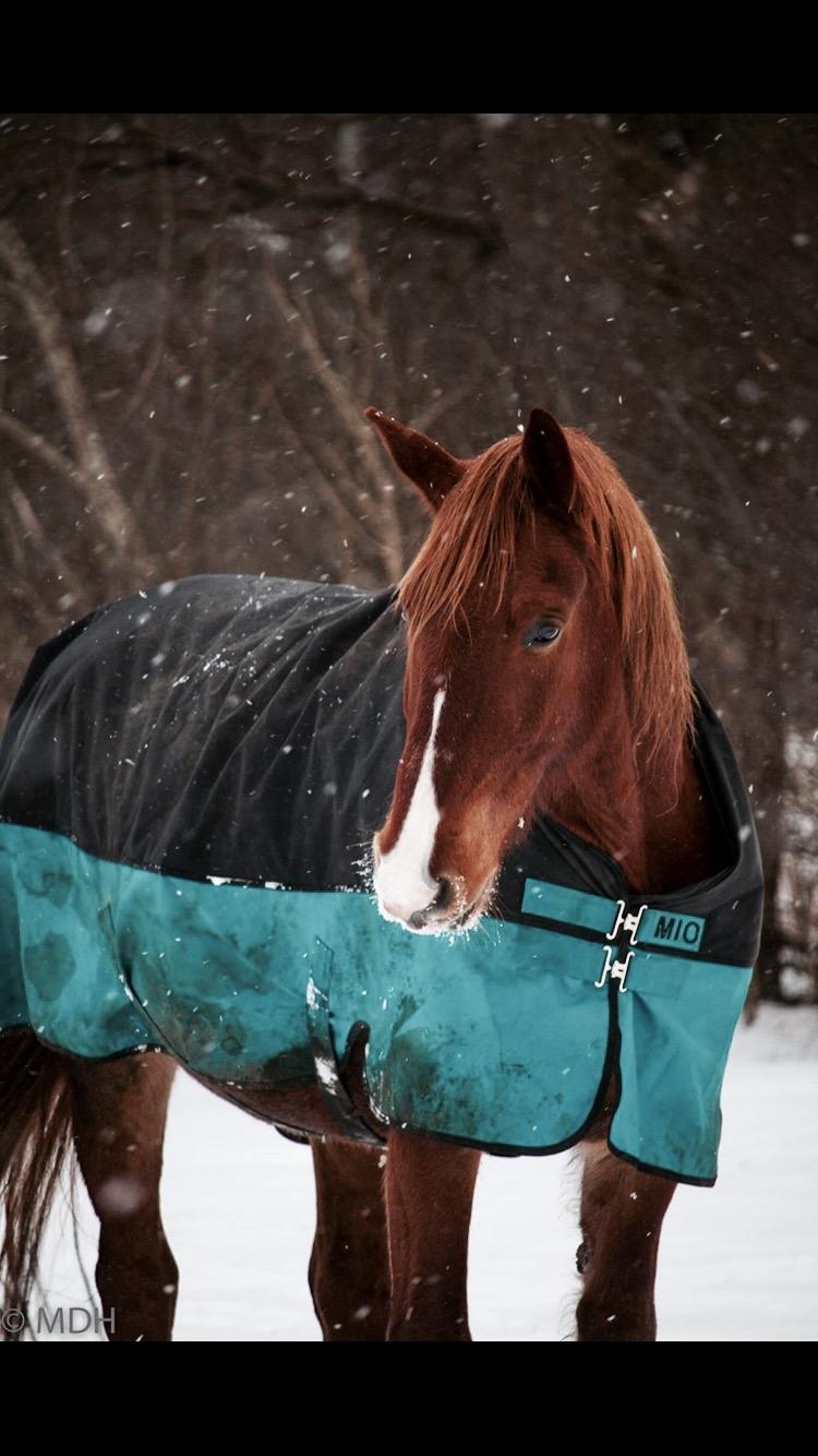 Frederiksborg Aslan billede 1
