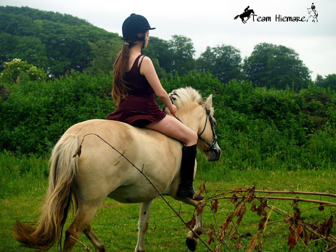 Fjordhest Gl. Nordkaps Munik billede 12