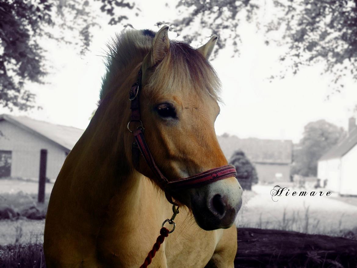 Fjordhest Gl. Nordkaps Munik billede 14