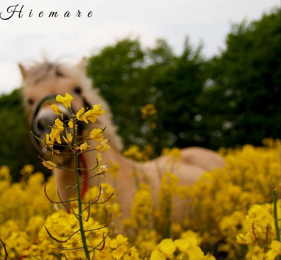 Fjordhest Gl. Nordkaps Munik billede 15