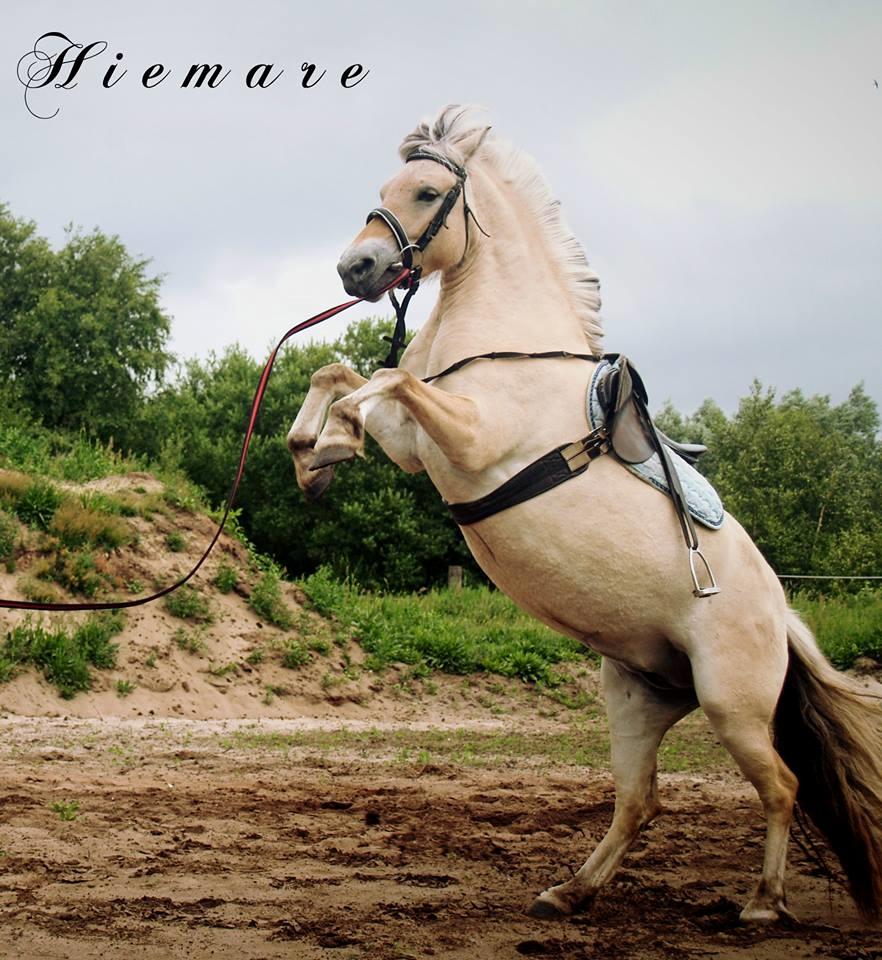 Fjordhest Gl. Nordkaps Munik billede 16