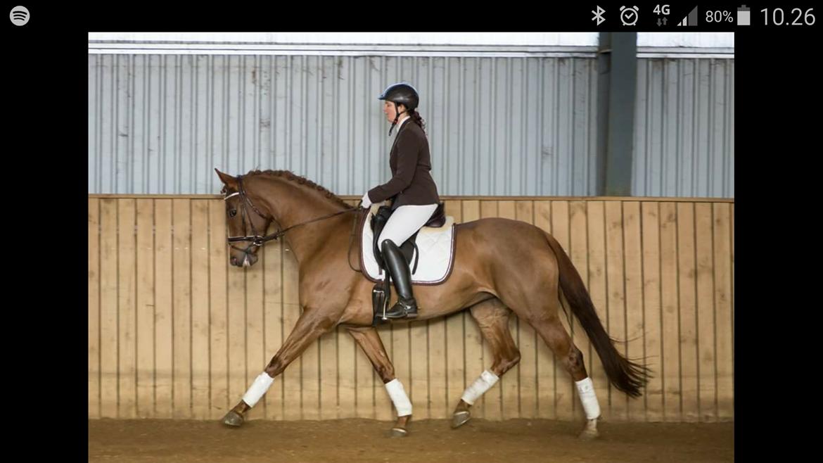 Dansk Varmblod DANER FAIR-WAY billede 2