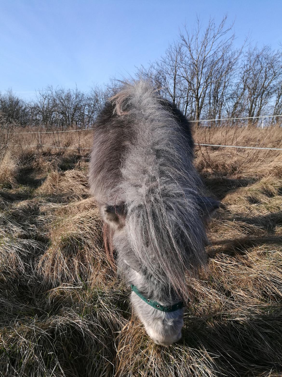 Shetlænder Máni (tidl. Hest) billede 4