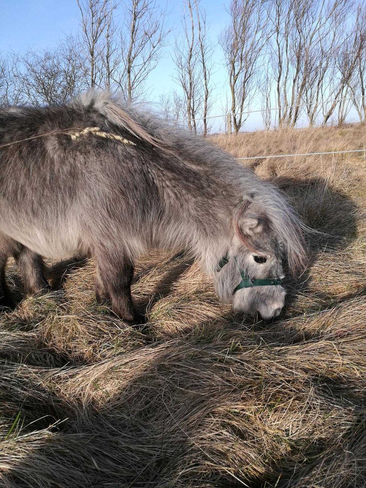 Shetlænder Máni (tidl. Hest) billede 5