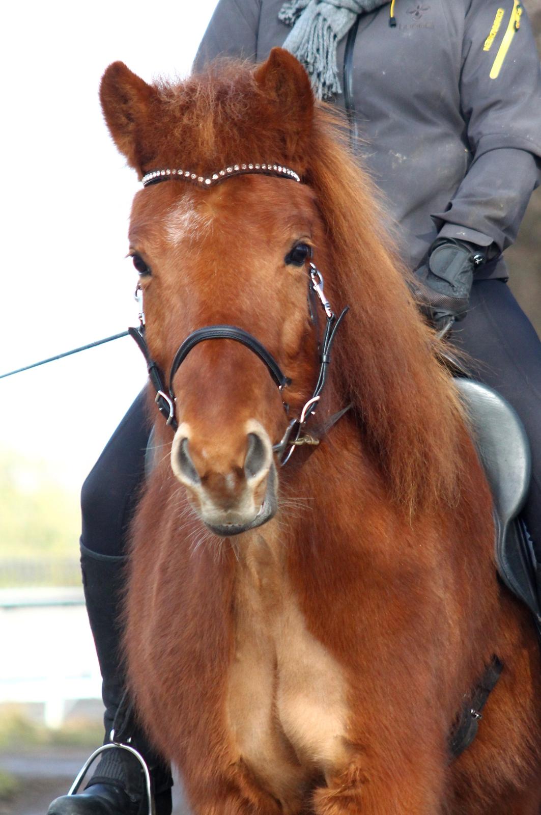 Islænder Hátið fra Klosterheden billede 7