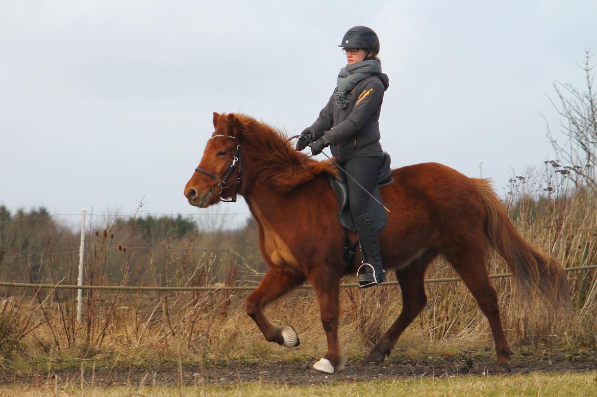 Islænder Hátið fra Klosterheden billede 5