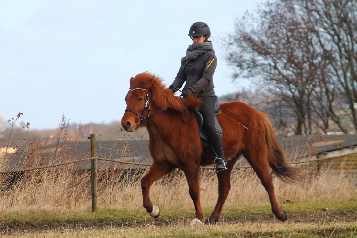 Islænder Hátið fra Klosterheden billede 6