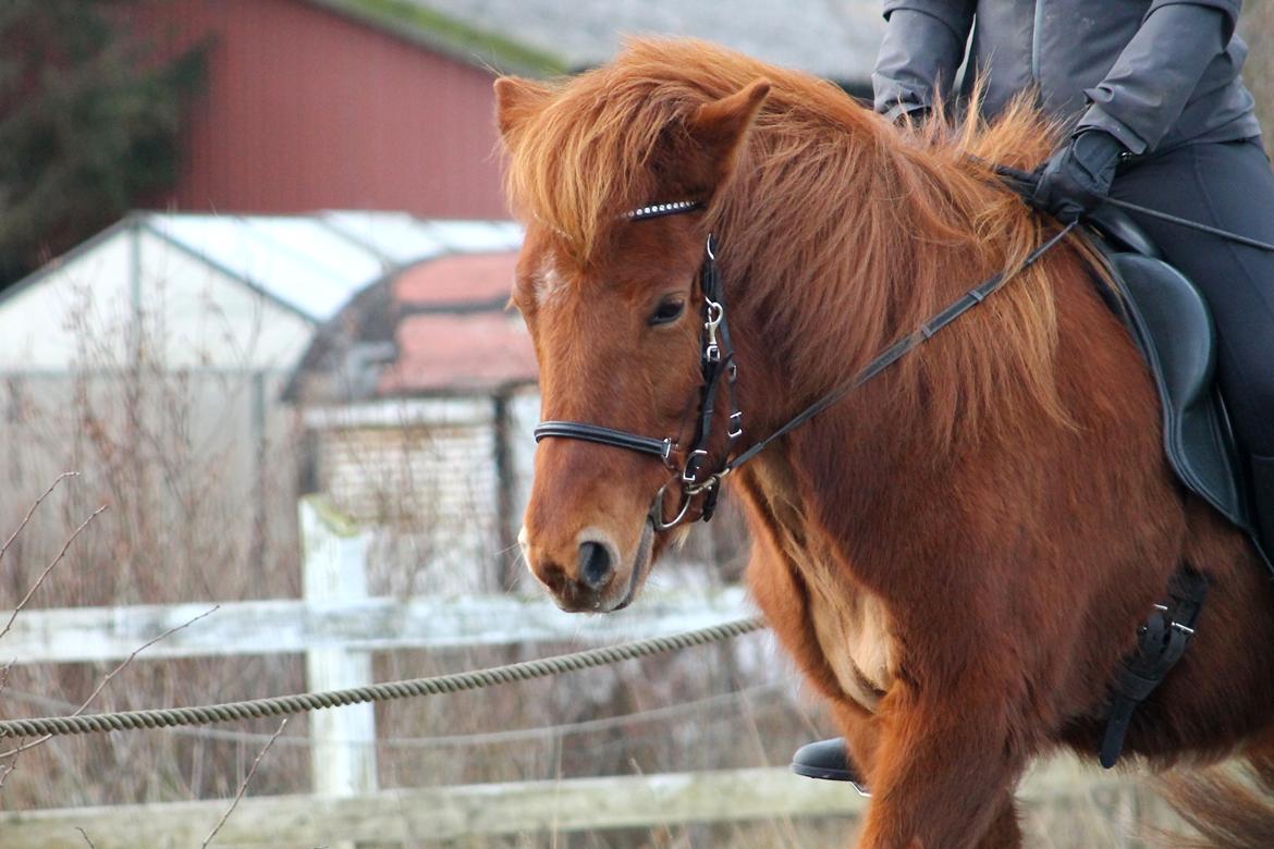Islænder Hátið fra Klosterheden billede 2