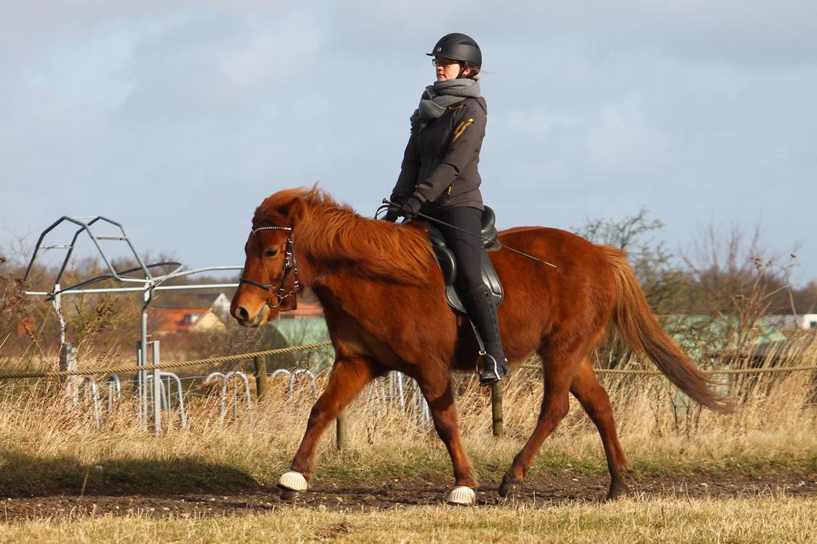 Islænder Hátið fra Klosterheden billede 9