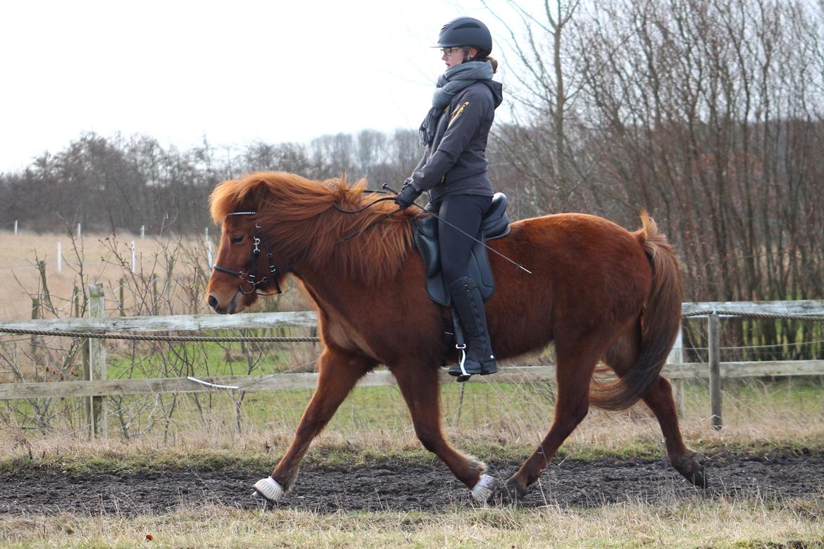 Islænder Hátið fra Klosterheden billede 8