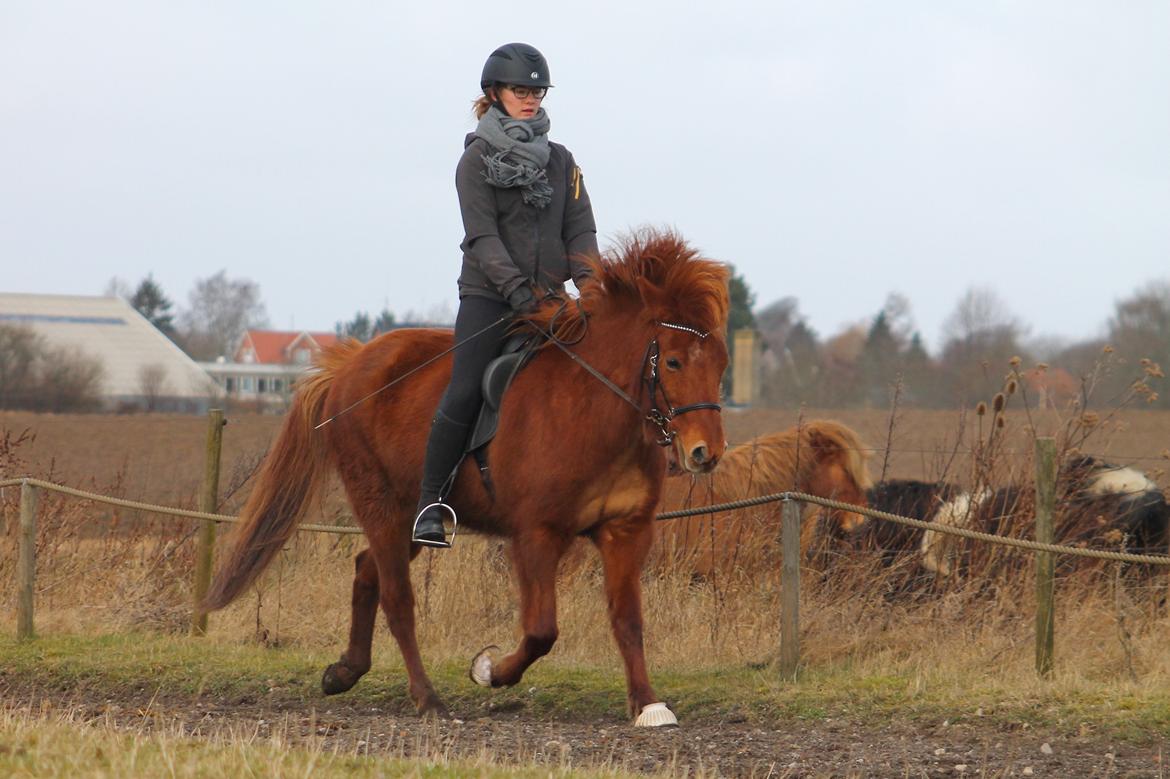 Islænder Hátið fra Klosterheden billede 11