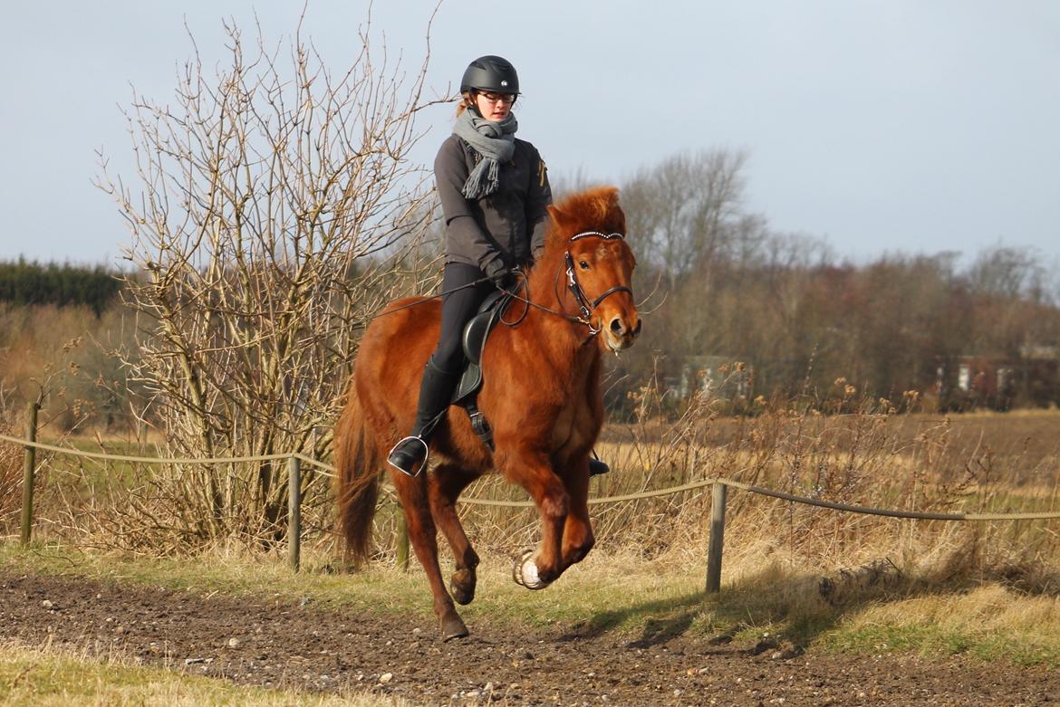 Islænder Hátið fra Klosterheden billede 16