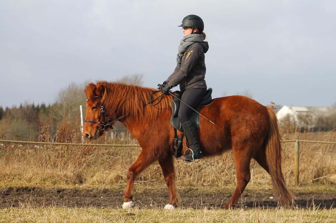Islænder Hátið fra Klosterheden billede 3