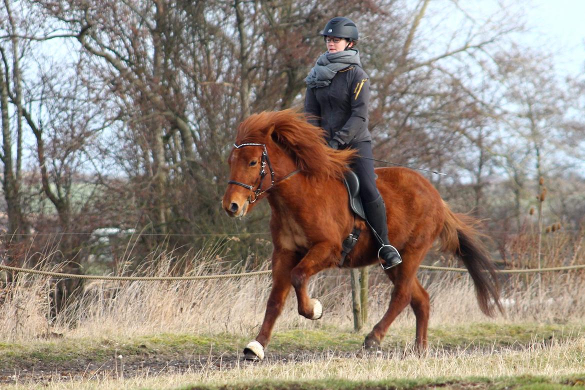 Islænder Hátið fra Klosterheden billede 17