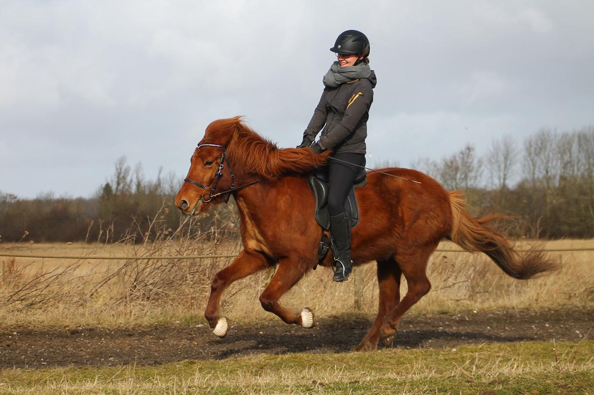 Islænder Hátið fra Klosterheden billede 18