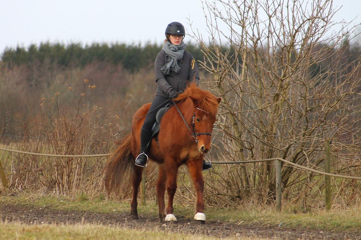 Islænder Hátið fra Klosterheden billede 15