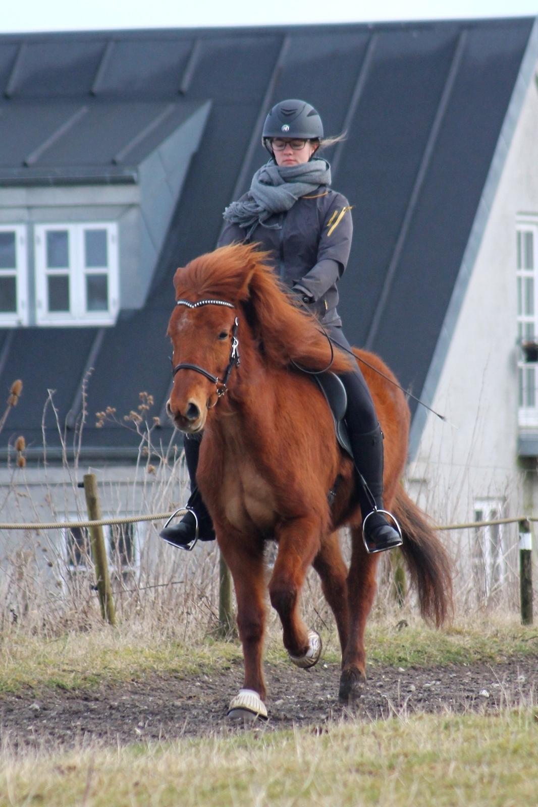 Islænder Hátið fra Klosterheden billede 14
