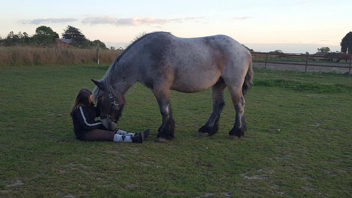 Belgier Beatrice af Skelmosegaard billede 19